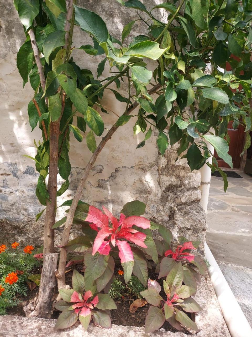 Traditional House Shapllo Gjirokastër 외부 사진
